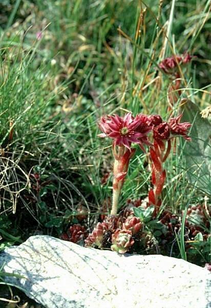Sempervivum arachnoideum / Semprevivo ragnateloso